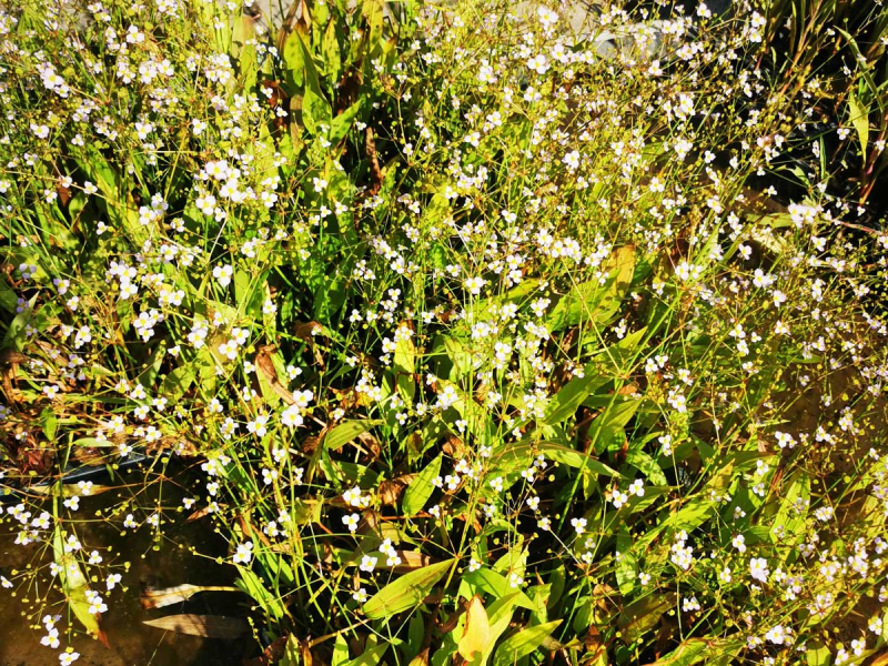 schmalblättriger Froschlöffel - Alisma lanceolatum